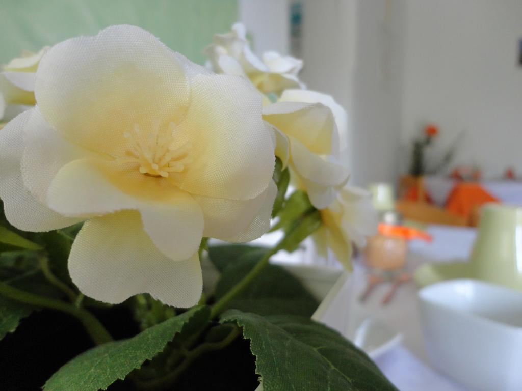 B&B Cristina Centola Extérieur photo